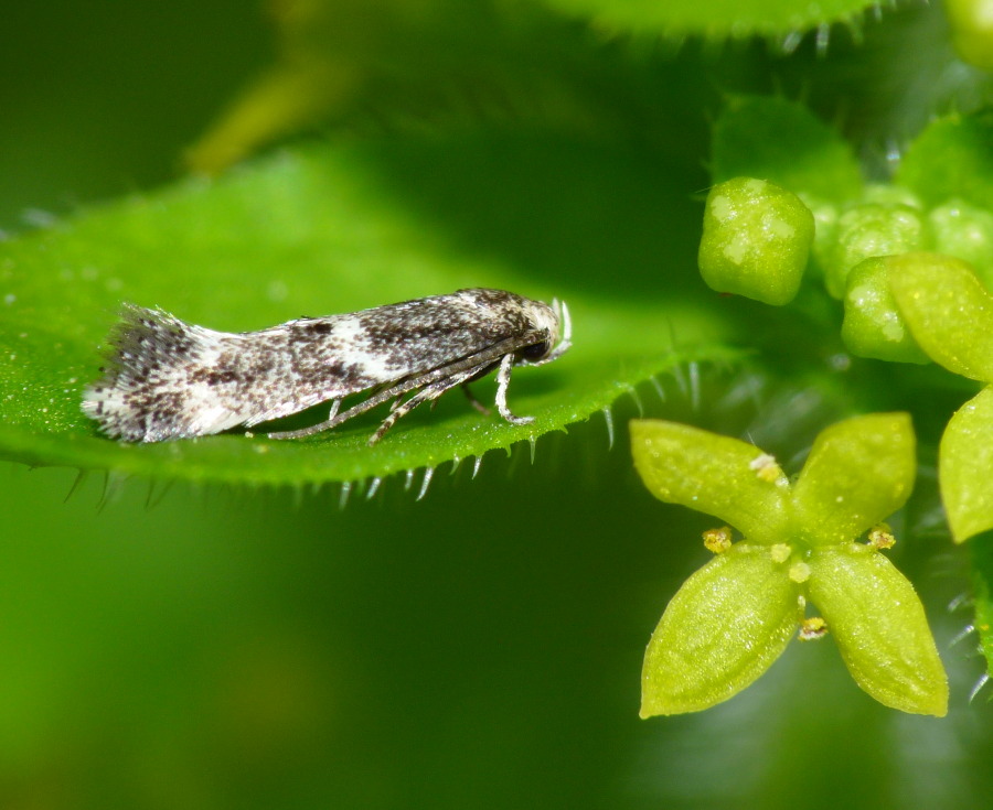 Identificazione piccolissima farfalla